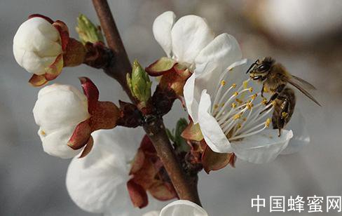 蜜蜂授粉的功效和作用